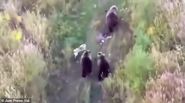 It isn't long before the dog joins the trio of bears and the furry group of four continues their journey through the greenery