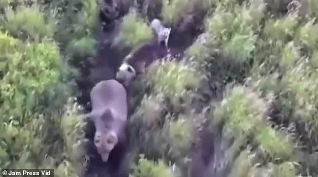 The lost dog's family was stunned by the footage, as dogs and bears are not known to get along