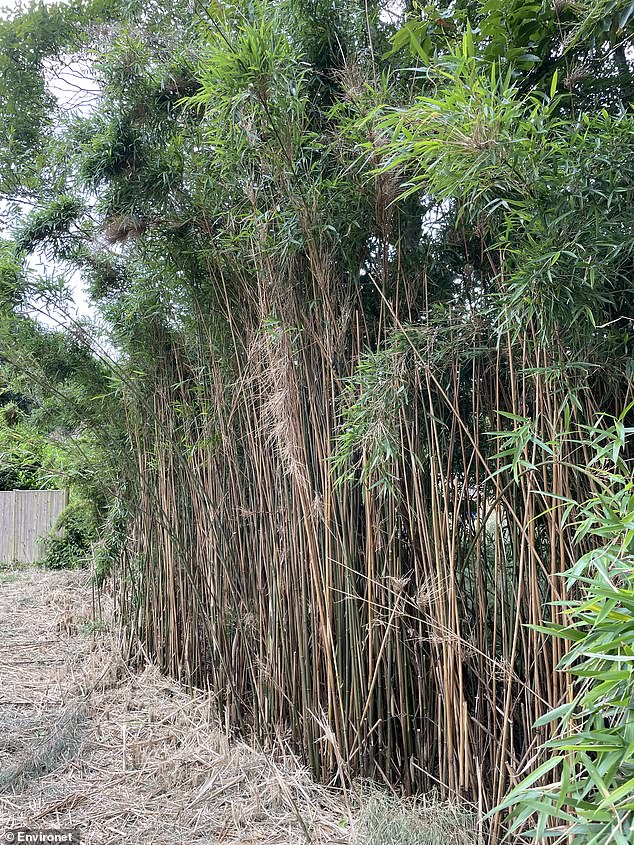 Lois Connelly, from Bristol, was due to buy a terraced house in the area in the autumn of 2023 and visit the house with her sister to discover bamboo cultivation there.