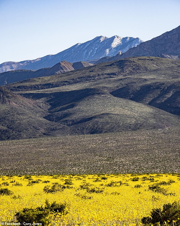 Despite the proliferation of blossoms, there will be no outstanding flowering this year, thanks to periods of heavy rainfall followed by an intermittent lack of moisture since autumn.