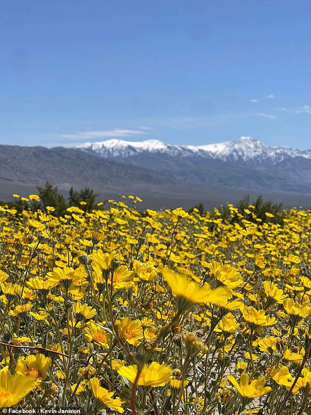 The best places to view flowers in the park are at the east entrance on Dantes View Road and Panamint Valley on the west side, according to the National Park Service.