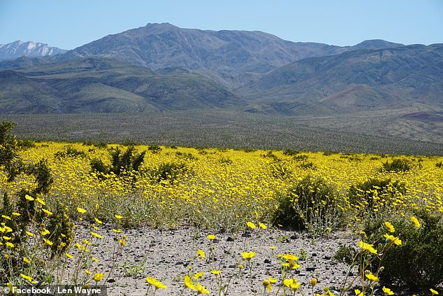 The term 'superbloom' generally describes large-scale blooms of annual wildflower species in dry habitats