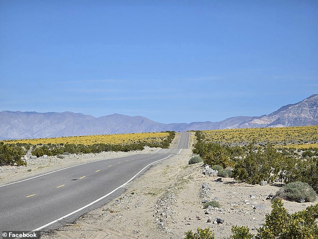 Death Valley has three flowering periods, the last of which ends in mid-July