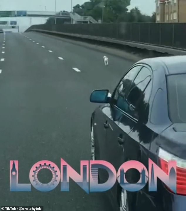 In the video posted to TikTok, the dog can be seen running across a roadway and other cars appear to stop