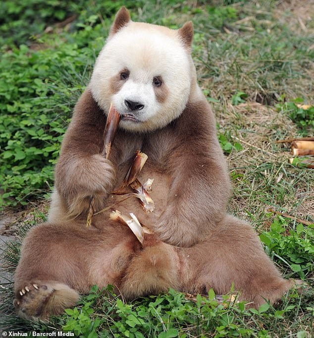 For years, the origin of rare pandas with brown-and-white coats has puzzled scientists and conservationists alike – but scientists have now shed light on this fascinating phenomenon