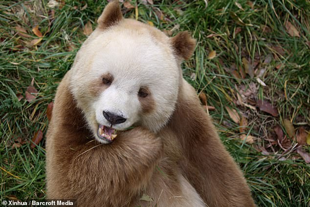 The researchers studied Qizai (pictured), a male brown panda who was rescued as a cub from the Foping National Nature Reserve in Hanzhong in 2009