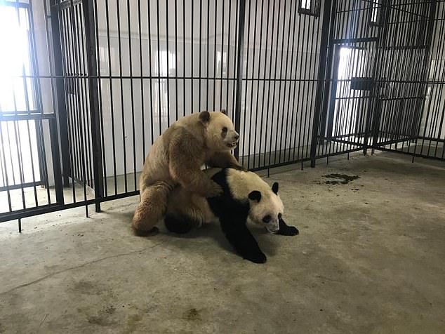 Dr.  Fuwen Wei has said that gaining a better understanding of the mutation could aid efforts to breed brown-and-white pandas such as Qizai (pictured, left) in captivity.