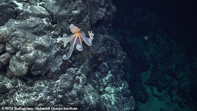 The researchers mapped 10 of the 110 seamounts: underwater mountains that make up the ridge