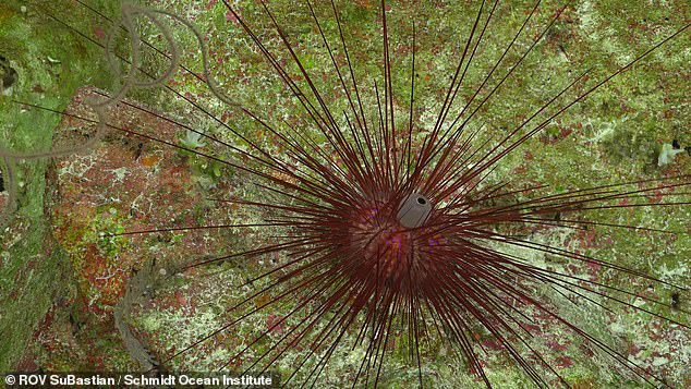 Their discoveries revealed a wide range of unique species, such as this diadem sea urchin