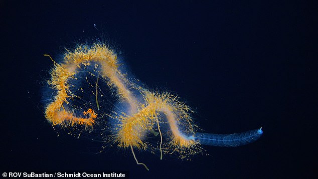 Siphonophores like this Galaxy Siphonophore (pictured) are colonies of highly specialized organisms that work together to form huge animals