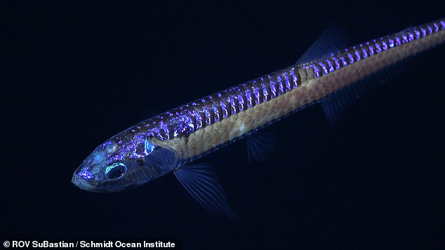 Researchers also discovered a glow-in-the-dark deep-sea dragonfish (pictured), a fierce apex predator that lives outside the light of the sun