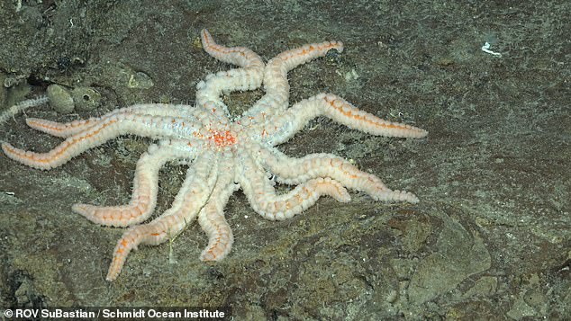 Many creatures like this corona star starfish make the rock walls of seamounts their home because of the upwelling of cold, nutrient-rich water