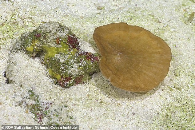 The scientists found the deepest known photosynthesis-dependent animal, the Leptoseris, better known as a ripple coral (photo)