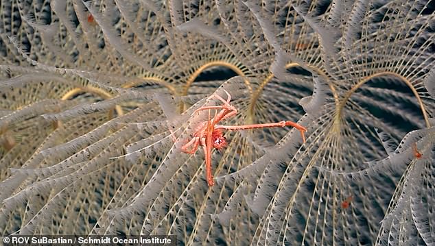 1713207726 77 Deep sea expedition uncovers more than 50 never before seen species off