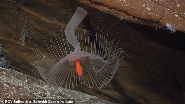 The researchers hope their findings will make a case for protecting the Salas y Gómez Ridge and its wildlife, to ensure that creatures like this hydroid are not lost