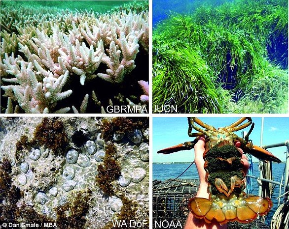 Examples of the consequences of marine heat waves for ecosystems and species.  Coral bleaching and seagrass dieback (top left and right).  Mass mortality and changes in patterns of commercially important species (left and bottom right)