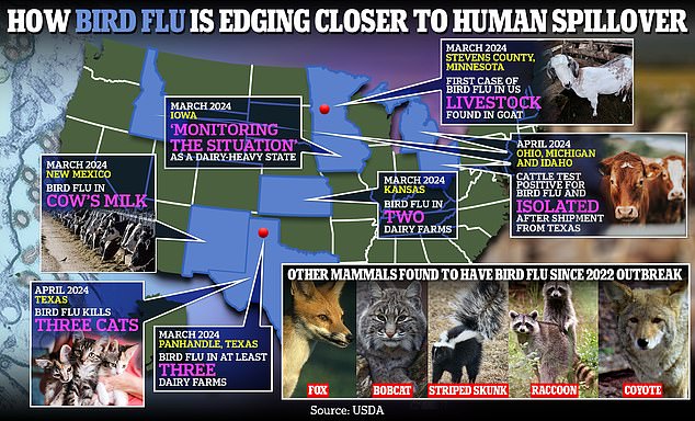 The above shows how bird flu in the US is moving closer to human spillover