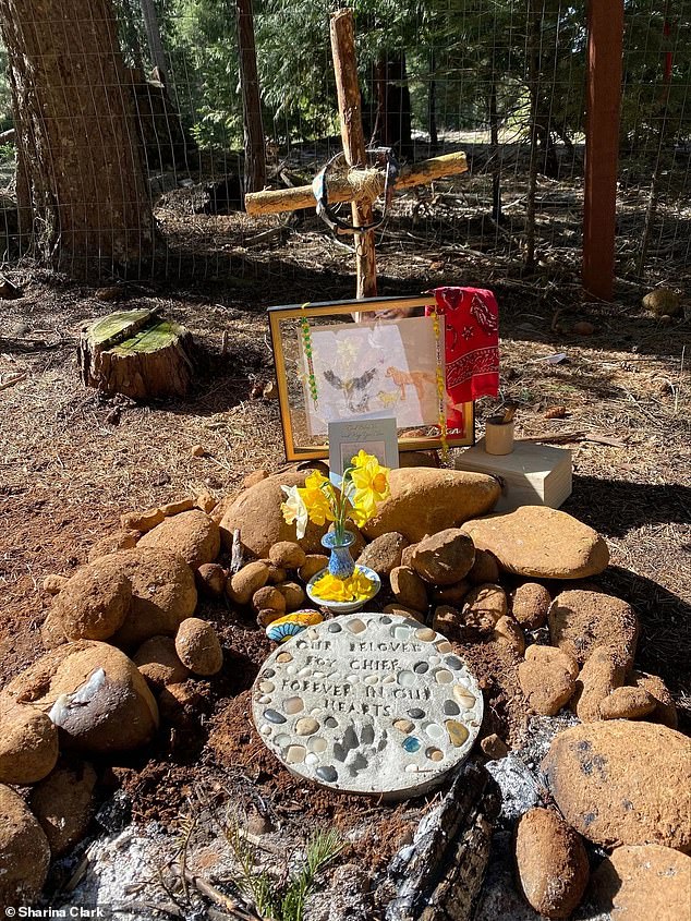 His owner buried Chief in the family's backyard, choosing the spot because it was his favorite place to nap