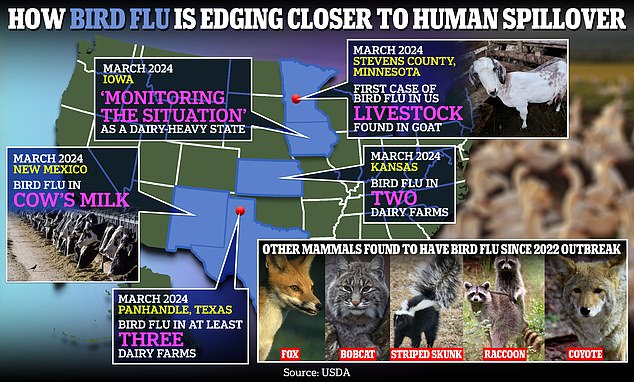 Testing showed that an unknown number of cows have tested positive for Type A H5N1 bird flu in Texas, Kansas and New Mexico.  Iowa is currently monitoring the situation as it is also a dairy-producing state.  It comes after a goat in Minnesota tested positive last week.  Bird flu has also been found in foxes, bobcats, striped skunks, raccoons and coyotes since the 2022 outbreak