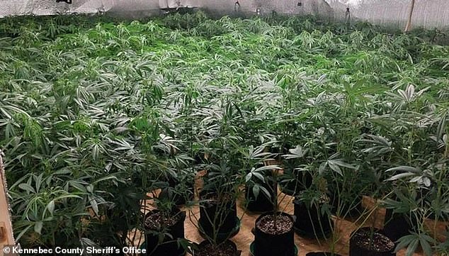 Maine police seized 970 marijuana plants from a Chinese farm in the city of Belgrade in January