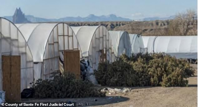 A sprawling illegal marijuana factory in New Mexico was shut down after authorities found a network of 1,100 greenhouses spread over 400 acres