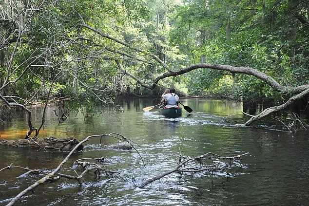 The Farmington River (pictured) runs through Connecticut and Massachusetts and is one of the top 10 endangered rivers in the US.  Rolling back the Clean Water Act means there will be an increase in toxic pollution, including waste and raw sewage, making rivers unclean and unsafe.  Pictured: Little Pee Dee River, South Carolina