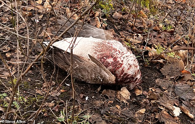 According to the UKHSA, more than 700 confirmed cases of H5N1 have been detected in wild birds in England since September 2022.  Pictured above: An outbreak of bird flu last February in Queens Park, Heywood, Rochdale