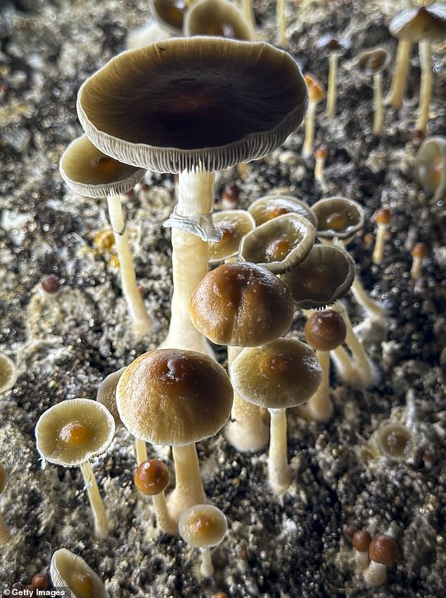 Psilocybin mushrooms are ready for harvest (stock image)