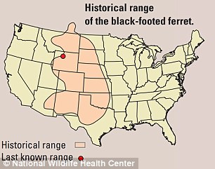 Black-footed ferret populations have declined severely over the past century, as illustrated above