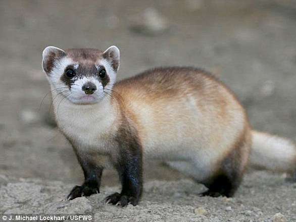 Black-footed ferrets once thrived in the center of the continent of North America, from southern Canada to northern Mexico