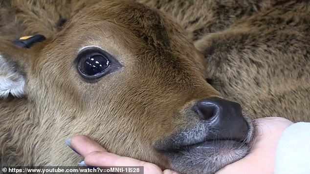 Hendsbee nursed the cow, now named Kade, back to health and decided to bring him to his shop