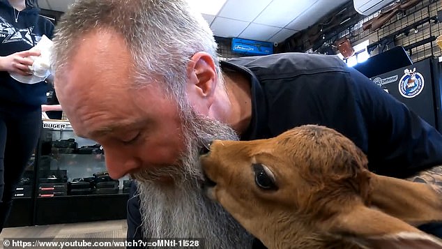 Kade is now a local celebrity and he enjoys hanging out in the store with all the other employees and customers.  He also likes to gnaw Hendsbee's beard