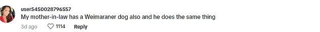 TikTokers have praised Grayson for his politeness and sophistication.  A few commenters who claimed to have owned a Weimaraner wrote that Grayson's behavior is normal