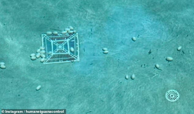 Roquillo discovered thirty iguana eggs at the bottom of the pool, near where the female lizard was found