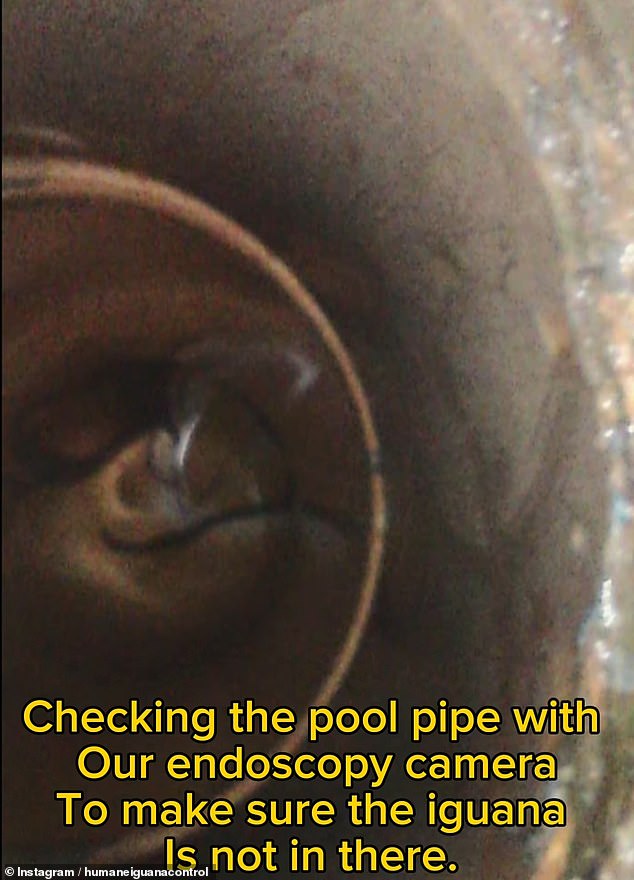 Another video showed the experts looking into the swimming pool pipe with an endoscopy camera because they wanted to 'make sure' that the iguana was not stuck there.