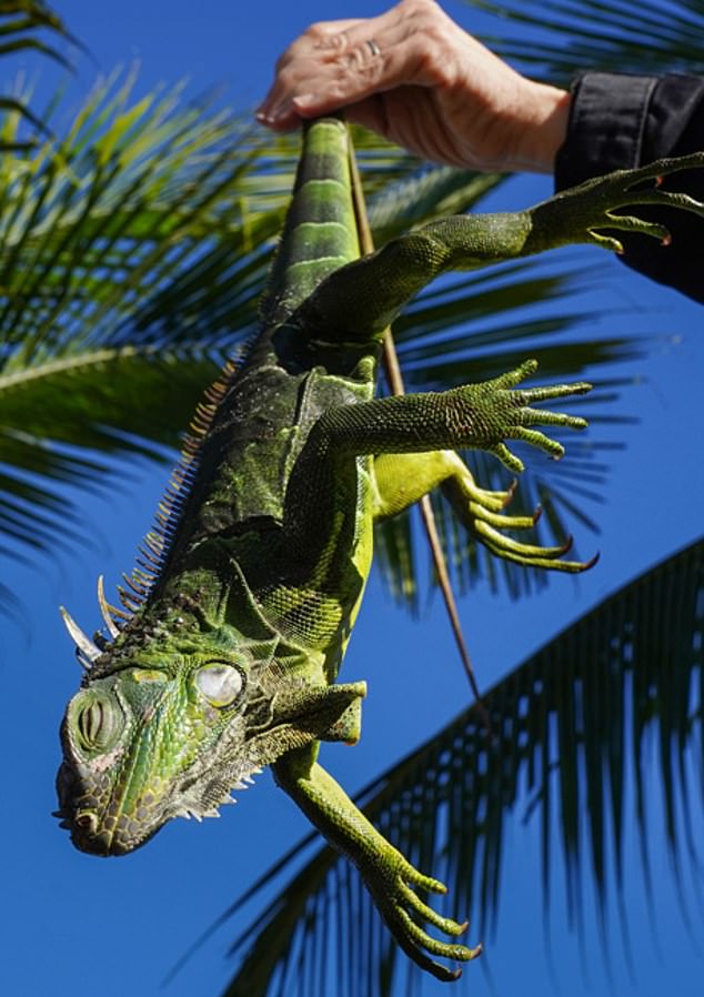 In recent years, the invasive reptiles have made their way to the Sunshine State and have been blamed for causing building damage and power outages.  (photo: a green iguana dangling in the air in cold weather)