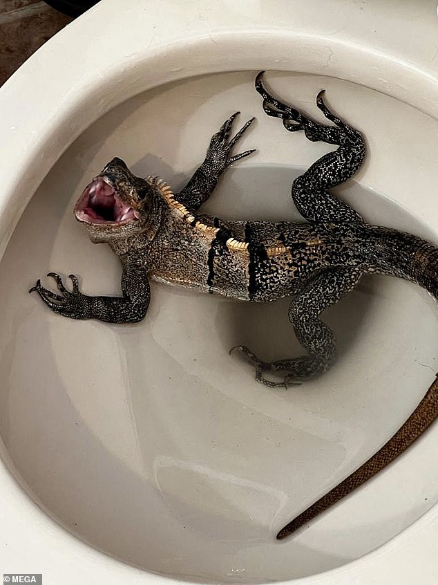 In May 2023, a Florida man, John Ride, 58, got the surprise of his life when he found his toilet occupied by an angry iguana.