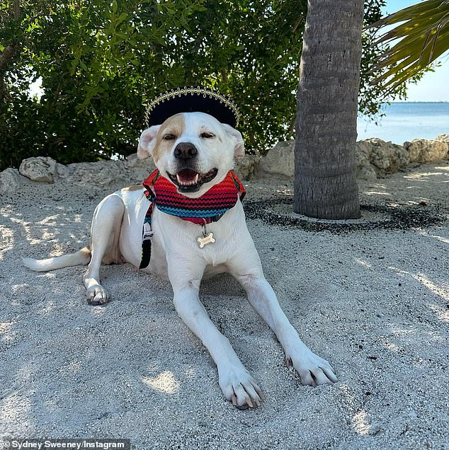 And of course, Sweeney brought along her beloved canine companion Tank, who wore a tiny sombrero