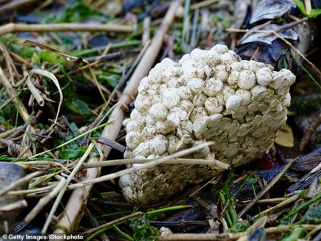 Close-up of a weathered piece of white polystyrene.  Last year, pathologists from the University of Vienna warned that tiny particles of polystyrene can enter our brains just two hours after we eat food contaminated by the packaging (stock image)