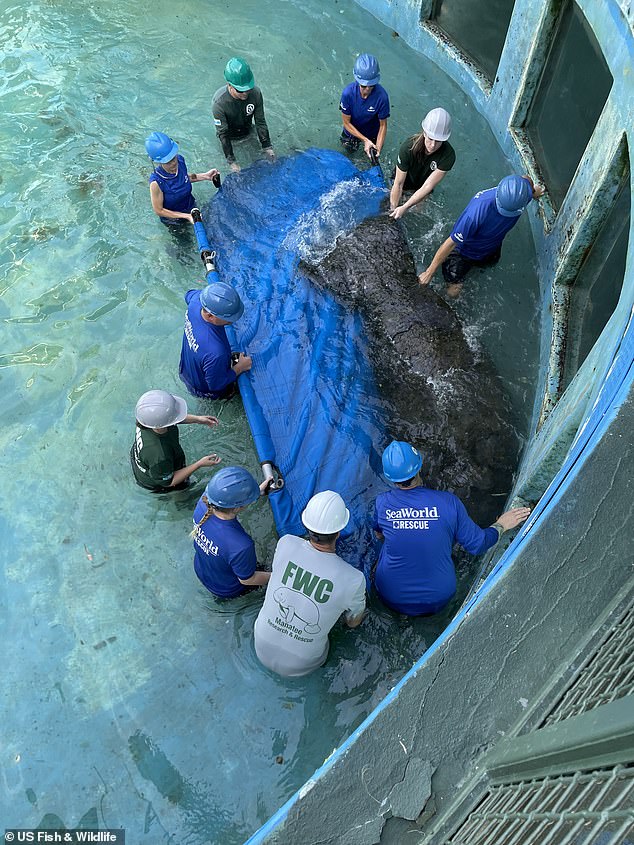 Transport was a huge struggle due to the size, weight and health of the animals