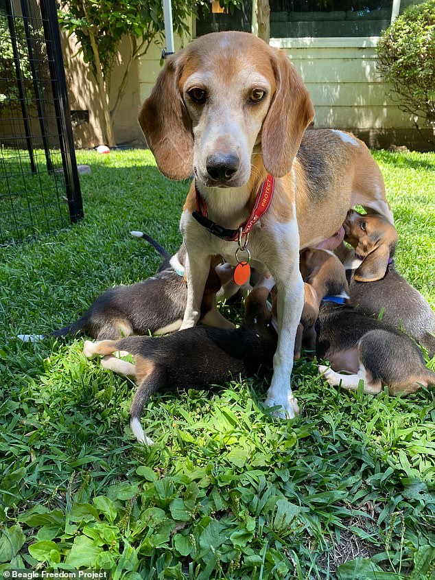 The nine-year-old dog was once one of 4,000 beagles bred at the Envigo breeding and research facility in Virginia that would be sold for use in pharmaceutical and biotechnology research.