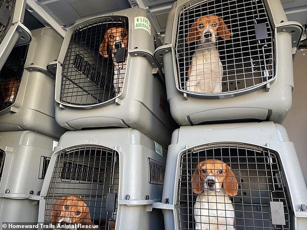 Photos taken in 2021 showed some rescued dogs on their way to Homeward Trails Animal Rescue