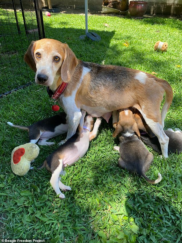 The animals were rescued in July and taken in by, among others, the Beagle Freedom Project, which cared for 25 dogs.  Above: Mia with her puppies