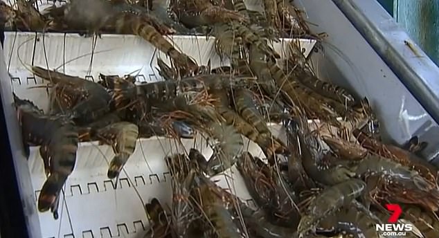 Shrimp farmers along the river are holding their breath as authorities test whether the crustaceans are fit to eat