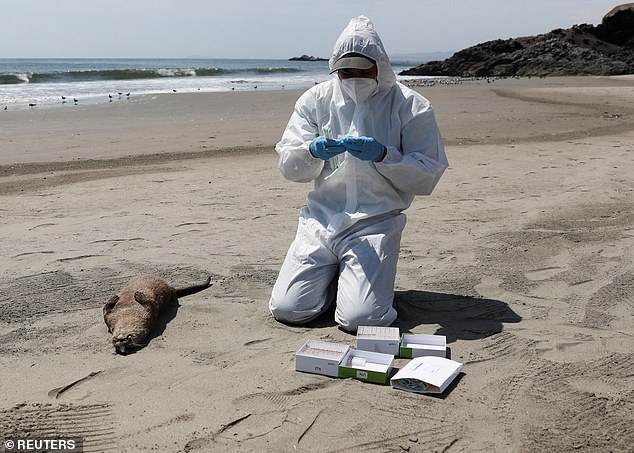 The bird flu virus has killed about 17,400 seal pups in a single colony in the US.  The virus's ability to pass from birds to mammals has some virologists concerned