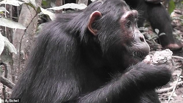 1714023270 660 Chimpanzees are now eating disease ridden bat feces as over cultivation wipes