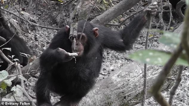 Clay is rich in essential micronutrients that chimpanzees need to survive, and scientists have long known that Uganda's animals eat it.