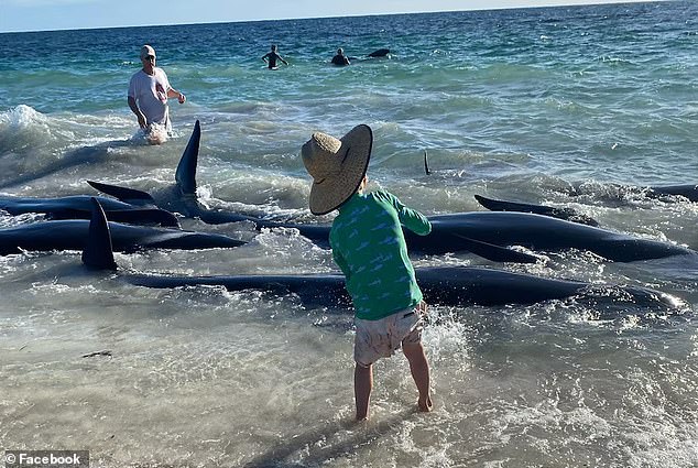 Authorities are collecting morphometric measurements to determine the sex and age of the dead whales and will then conduct post-mortem tests