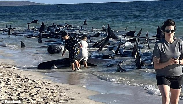 A Parks and Wildlife spokesperson said they knew people wanted to help, but asked that people not attempt to save the whales without direction from DBCA staff as this could cause further injury and distress to the animals and would require a coordinated rescue effort. can hinder.