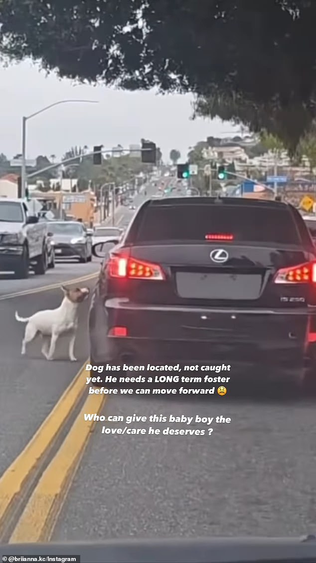 The dog is seen looking up at the driver's side window, presumably at its owner